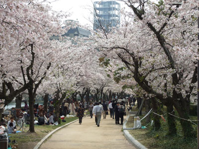 平和記念公園桜01.jpg